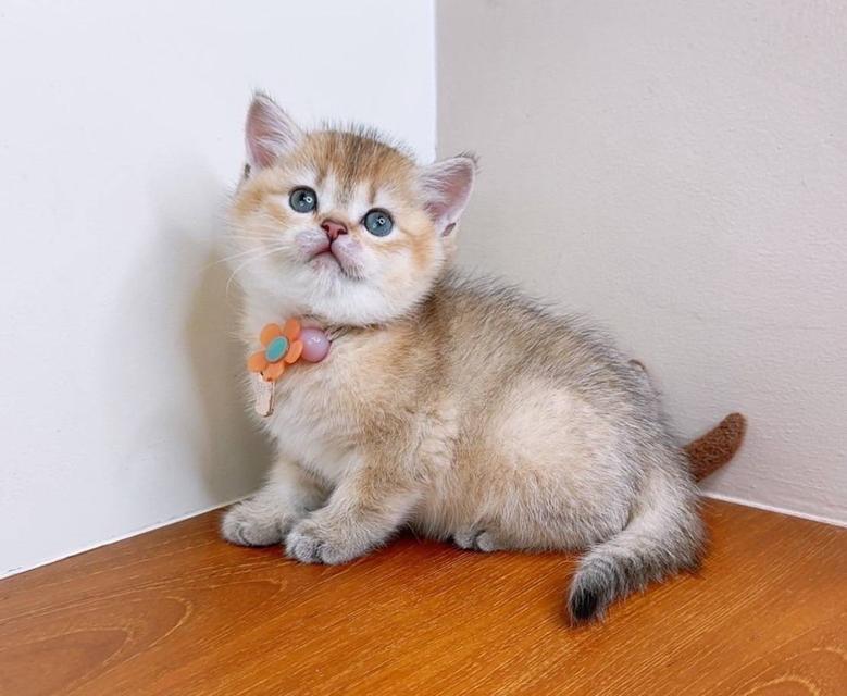 British Shorthair (ผู้หญิง) 4