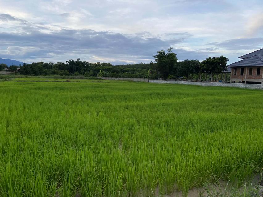 ที่ดิน1ไร่1งาน50ตรว. 6