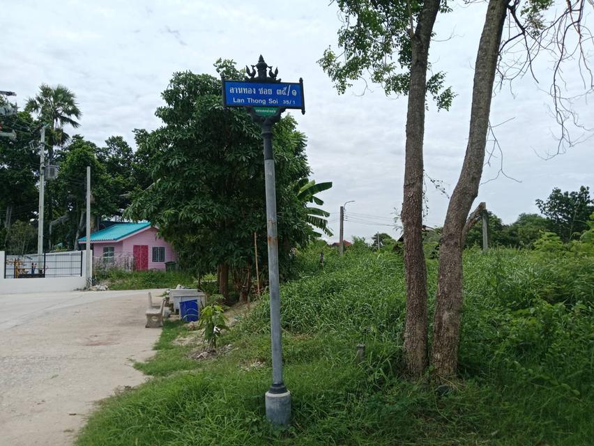 ขายที่ในหมู่บ้าน ลานทอง ปากเกร็ด หมู่บ้านใหญ่ทำเลดี ติวานนท์-ปากเกร็ด เหมาะสร้างบ้าน 84 วามุม และยังมีติดกัน 69 วาสองแปลง  ลุงป้า น้าอาที่อยู่สนใจใจรี 16