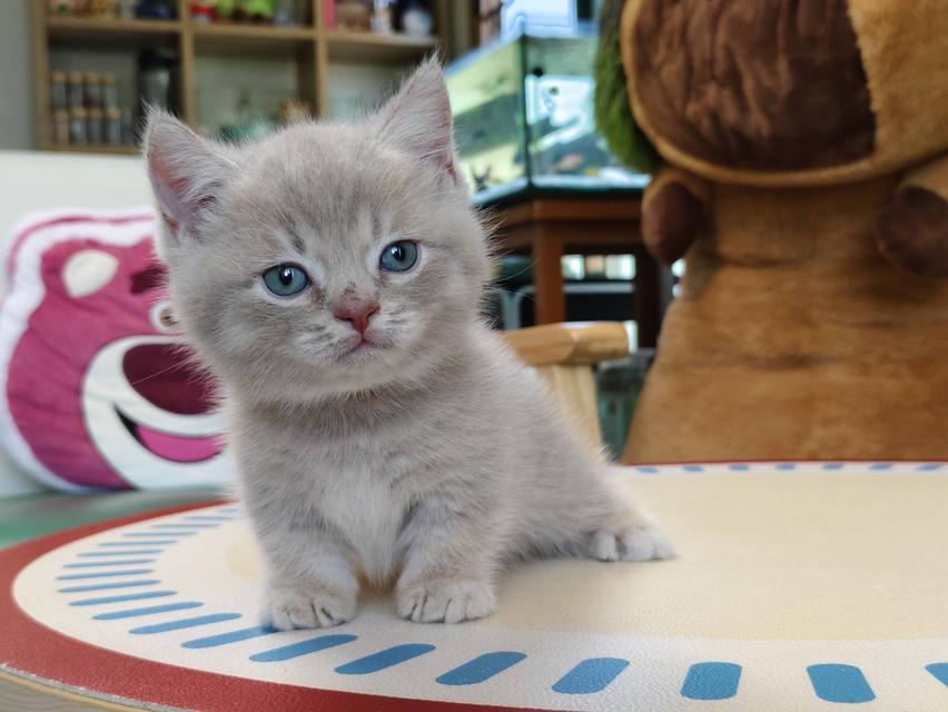 แมวขาสั้น Munchkin short leg chiangmai รูปที่ 7