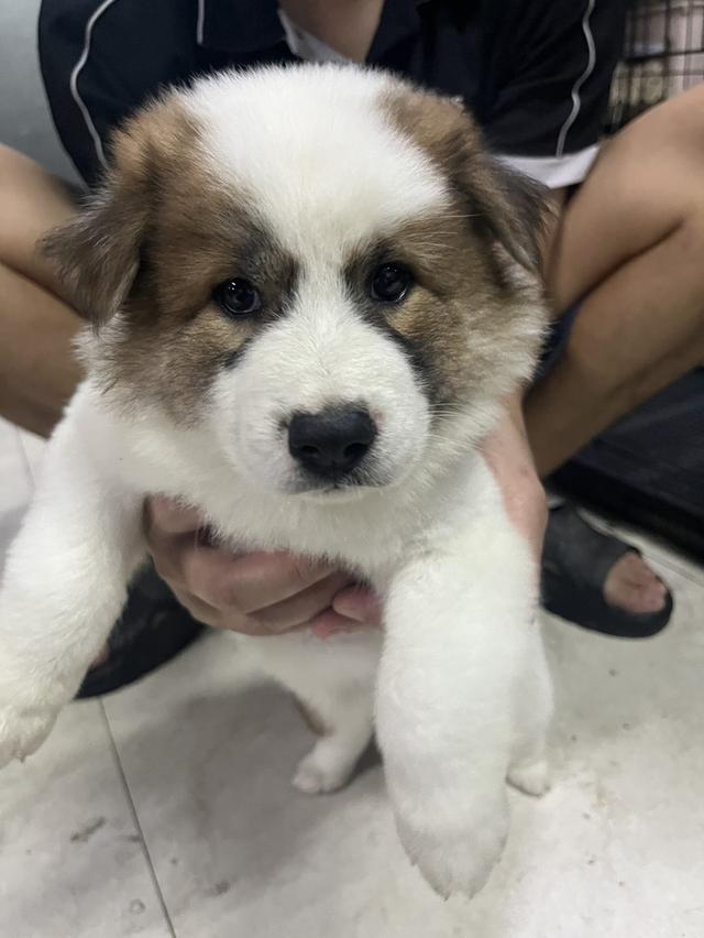 ลูกหมาบางแก้ว เพศเมีย