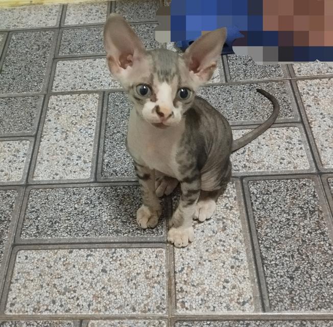 แมวสฟิงซ์ เพศชาย เกิด18/1/2569