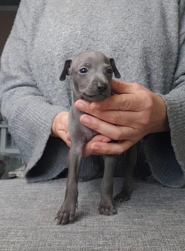 ขายน้องหมา Italian Greyhound