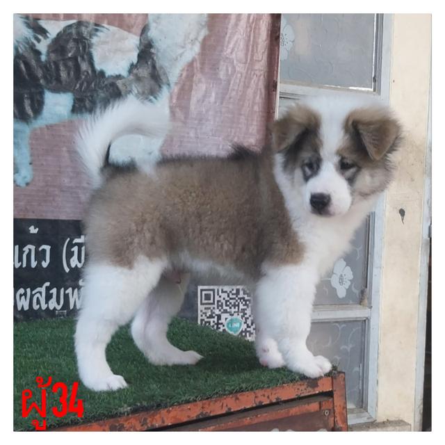 ขายบางแก้ว เพศผู้ สีขาวเทา สวย โครงสร้างใหญ่ สายไทยแลนแชมป์ ทำวัคชีนให้พร้อมใบเพ็คส่งฟรีโทร0845442180 2