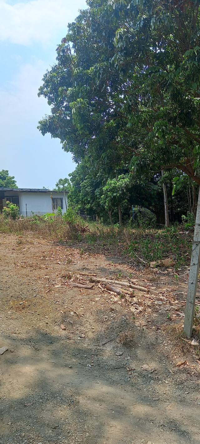 ที่ดินจังหวัดเชียงใหม่ 8