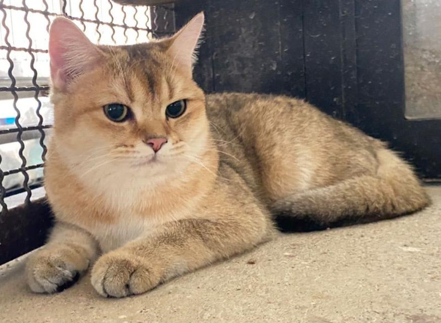 แมวบริติช ช็อตแฮร์ Britishshorthair 3