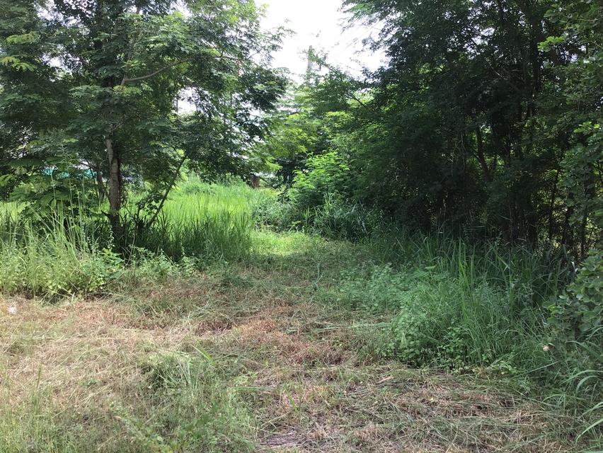 ที่ดินติดถนนเลี่ยงเมืองนครราชสีมา(204)เนื้อที่ 3.5ไร่หน้ากว้าง95เมตร (แบ่งได้) ที่ดินถมแล้วติดโครงการหมู่บ้านมัณฑนา 7