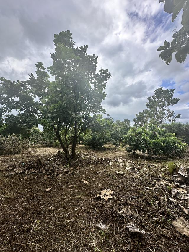 ที่ดิน 5