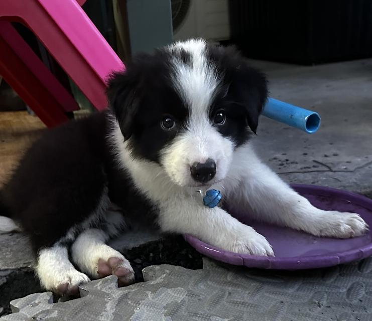 Border collie 100%