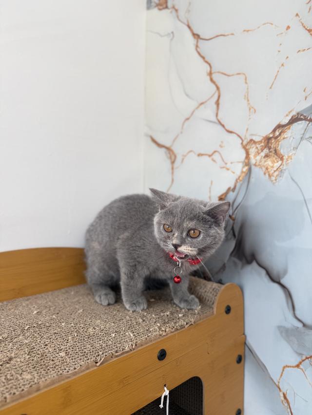 ลูกแมวพันธุ์บริติชแท้ รูปที่ 5