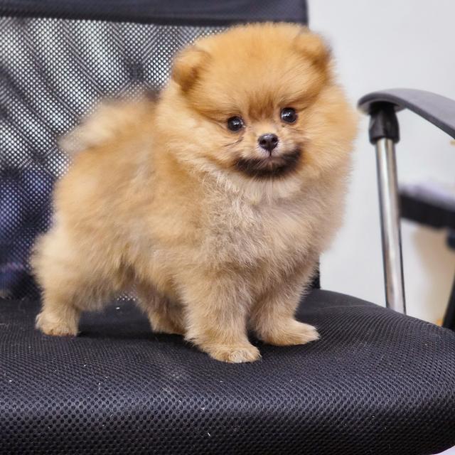 ปอมแท้หนุ่มหล่อน้องร๊อกเก็ต
