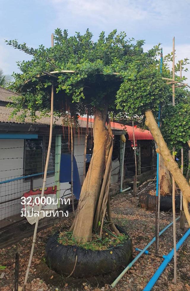 ไทรต่อยอดช้อนเงินช้อนทอง