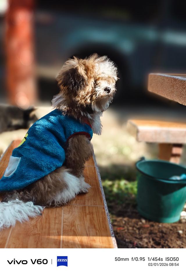 น้องหมา พุดเดิ้ล+ชิสุ รูปที่ 5