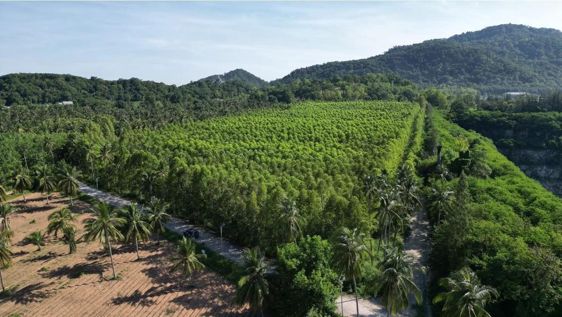 ขาย ที่ดินวิวภูเขา ตำบลบางพระ อำเภอศรีราชา จังหวัดชลบุรี