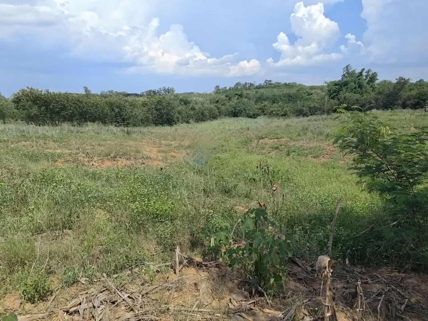 ที่ดินเปล่า 10 ไร่ ที่วังหมี วังน้ำเขียว