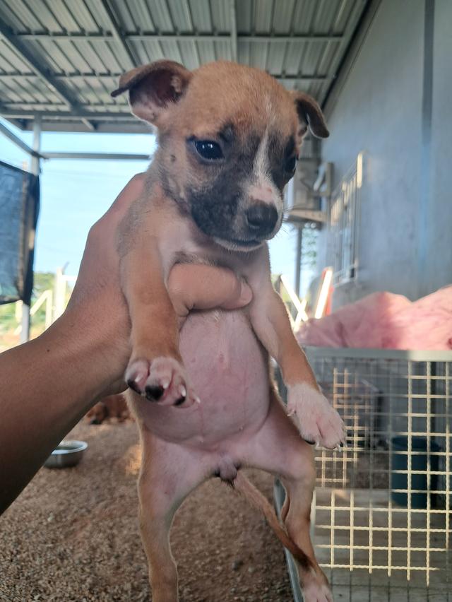 ลูกสุนัข 17