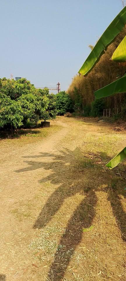 ที่ดินสวนลำไย ต.หนองควาย อ.หางดง 5