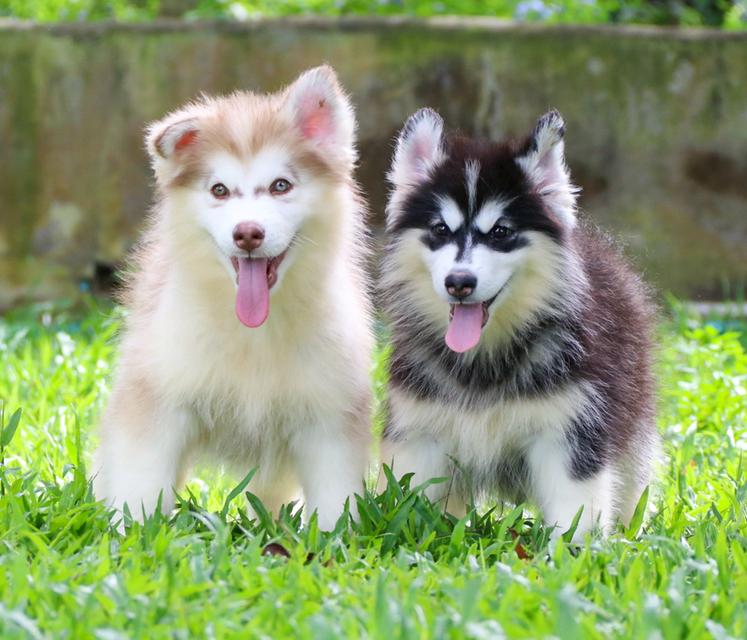 ไซบเรียนเชียงใหม่ราคาถูกมาก ผู้1 เมีย1 