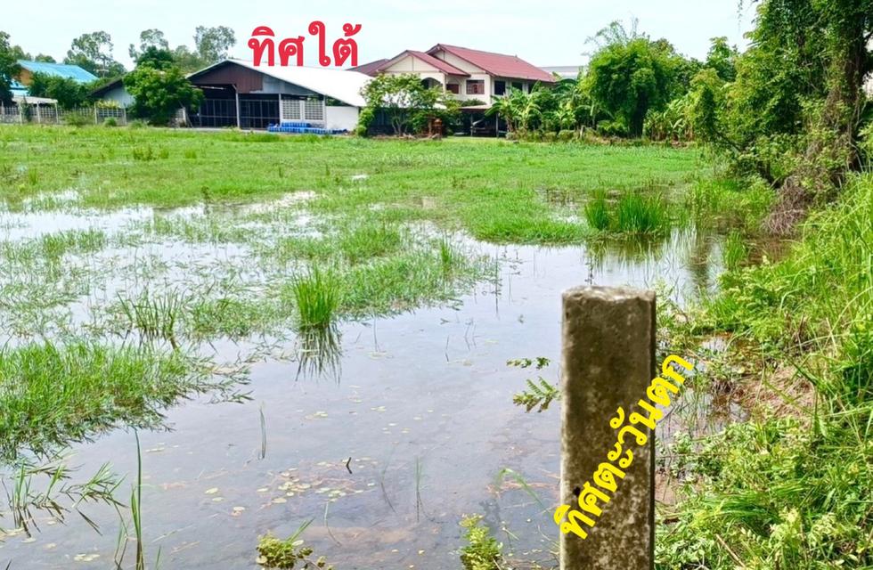 ขายด่วน ที่ดิน 4 ไร่ นครนายก 3