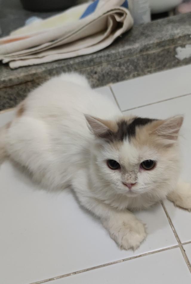 scottish. fold 4