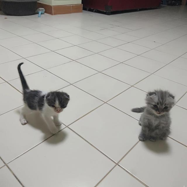 ขายลูกสก๊อตติด 3