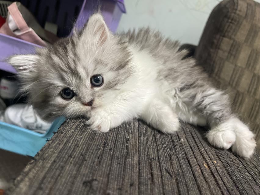 น้องเจ๊ไฝ(เพศเมีย)เกิด19/9/68 9