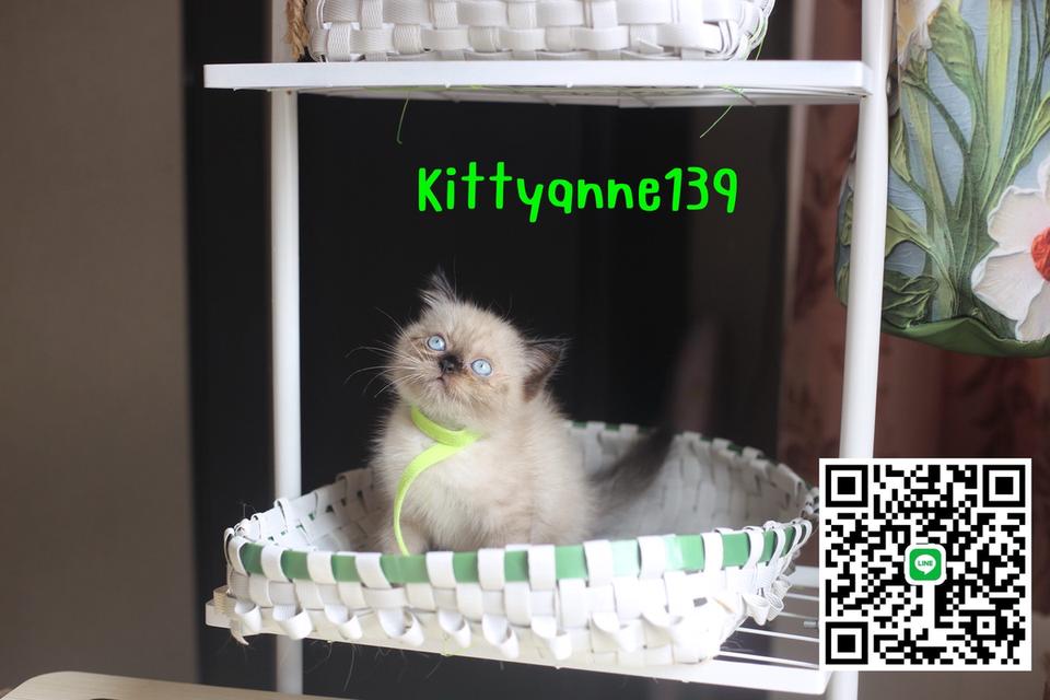 น้องแมวลูกครึ่งสก็อตติชเปอร์เซีย 9