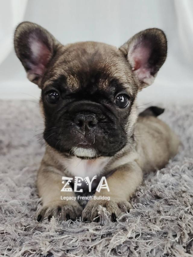 ZEYA เฟรนช์บูลด็อก เพศเมีย สีเซเบิล 17