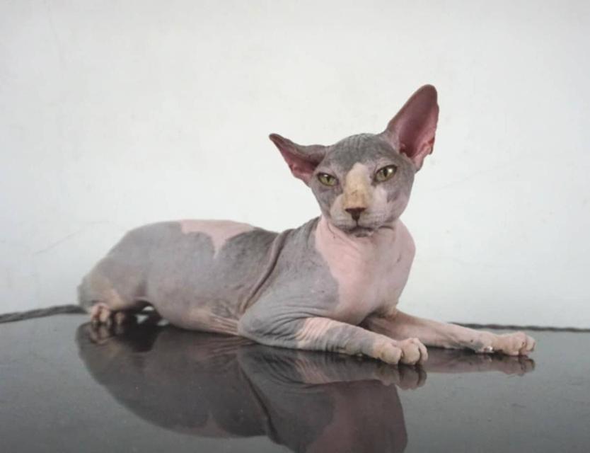 13.แมวสฟิงซ์/เพศผู้ หาบ้าน Sphynx Cat/Male looking for a new home