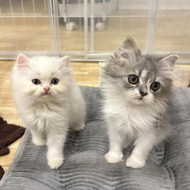 เปอร์เซีย ลูกโทน เทาขาว ดญ 3