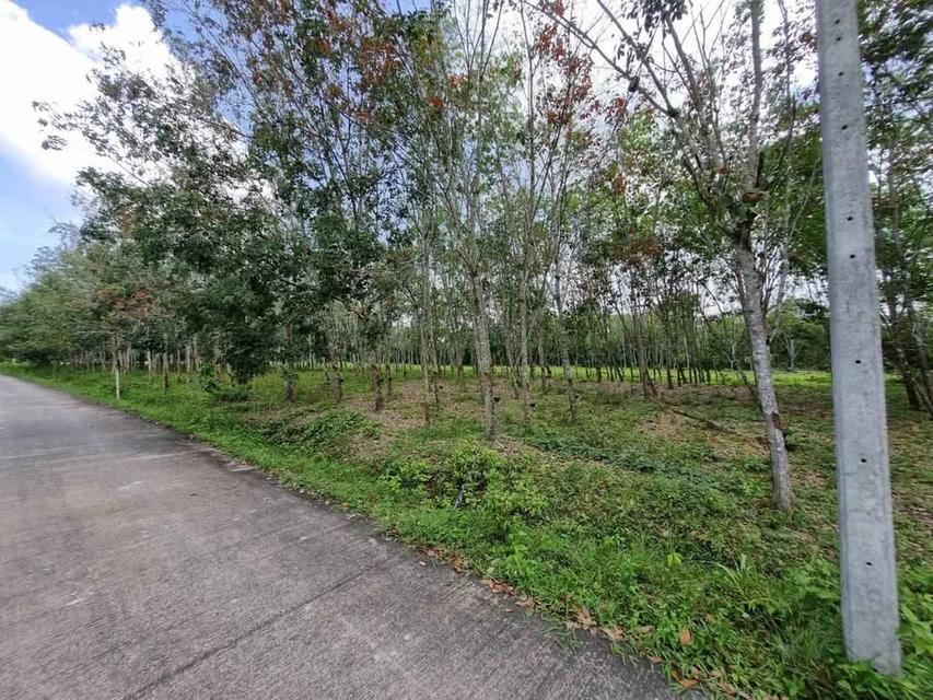 ขายที่ดิน โฉนด บ้านไม้หลา ร่อนพิบูลย์ นครศรีธรรมราช (ใกล้ถนนเส้นทุ่งสง-นครศรีฯ)