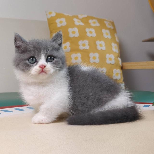 แมวมันช์กิ้น Munchkin short leg Oscat cattery chiangmai รูปที่ 11
