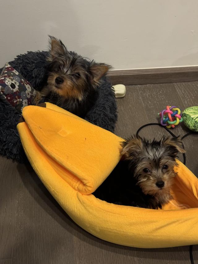 ขายลูกหมายอร์คเชียร์ 6 ตัว 6