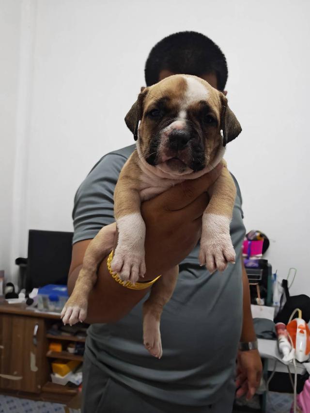 American bully3,500-5,500฿ อเมริกันบูลลี่สายพันธุ์แท้ราคาไม่แรง🏡p'tigerขอนแก่น 3,500-5,500฿ 16