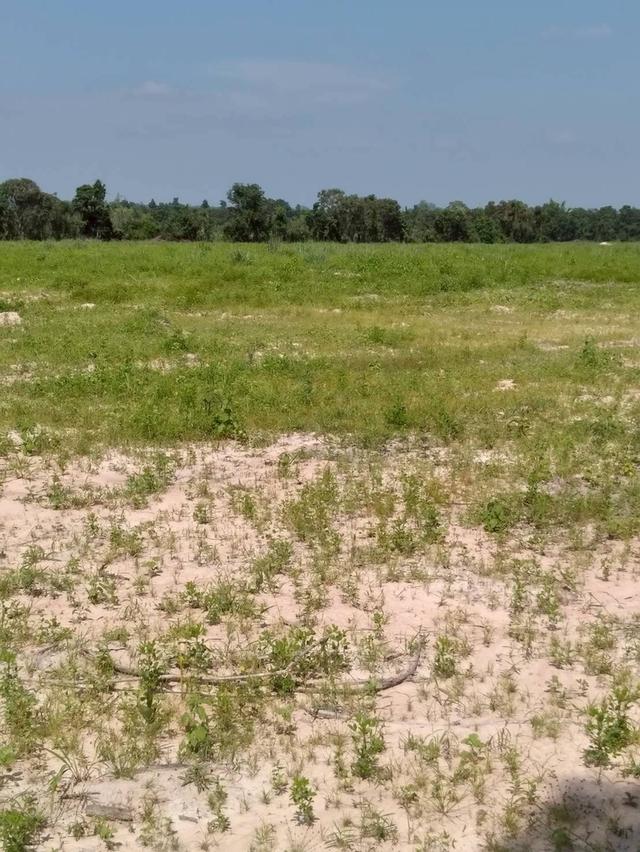 ที่ดินจังหวัด อุดร หนองหาน จำนวน 148 ไร่ ขายยก9แปลง ไร่ละ 110,000 3