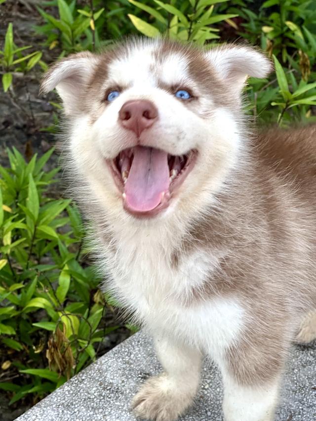 ไซบีเรียน แท้💯 เพศผู้ ตาฟ้าคู่ อายุ 50 วัน 5