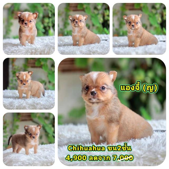 ชิวาวาแท้ ขนสั้น ขนสองชั้น พร้อมย้ายบ้าน