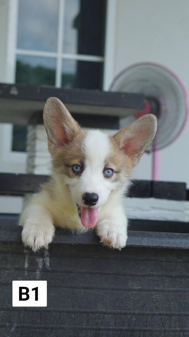 คอร์กี้ corgi  6