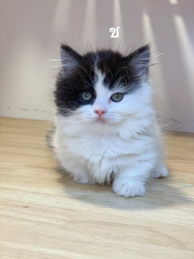 ลูกแมวมันช์กิ้นขาสั้น รูปที่ 7