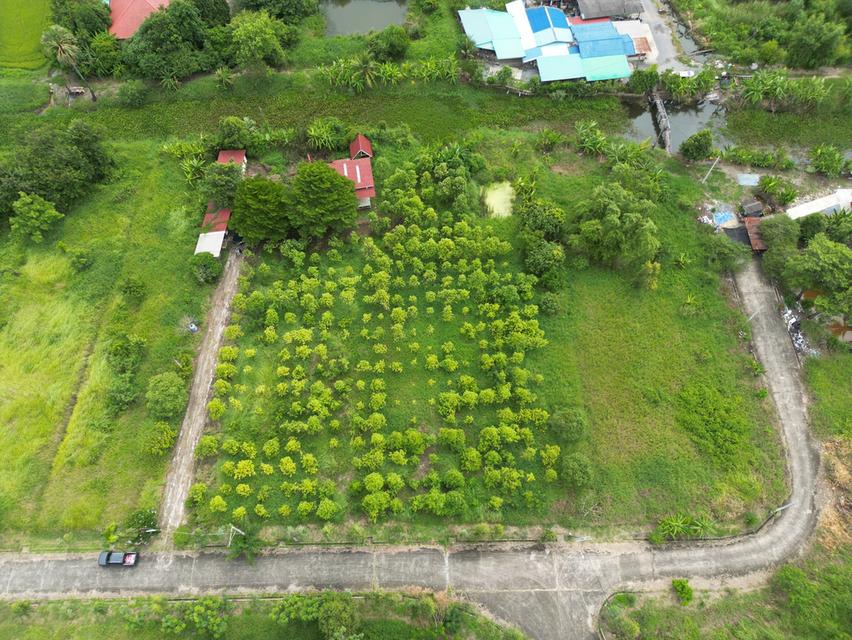  ที่ดินหนองจอก ติดคลองธรรมชาติ เจ้าของขายเอง 6