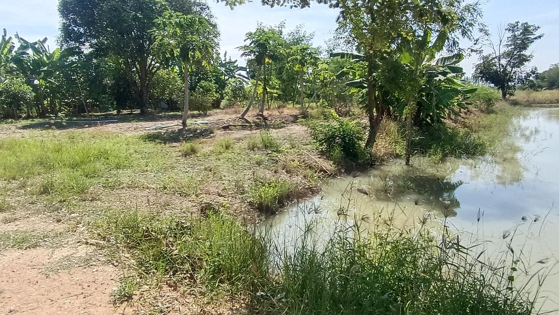 บ้านพร้อมที่ดิน5-1-77ไร่ต.ทะเลบกอ.ดอนเจดีย์จ.สุพรรณบุรี 5