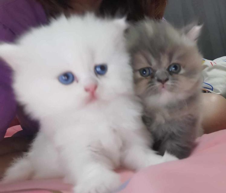 🌈เปิดจองน้องๆคลอกใหม่ ทักแชทพร้อมเปิดกล้อง รับน้องได้หลังหย่านม รูปที่ 20