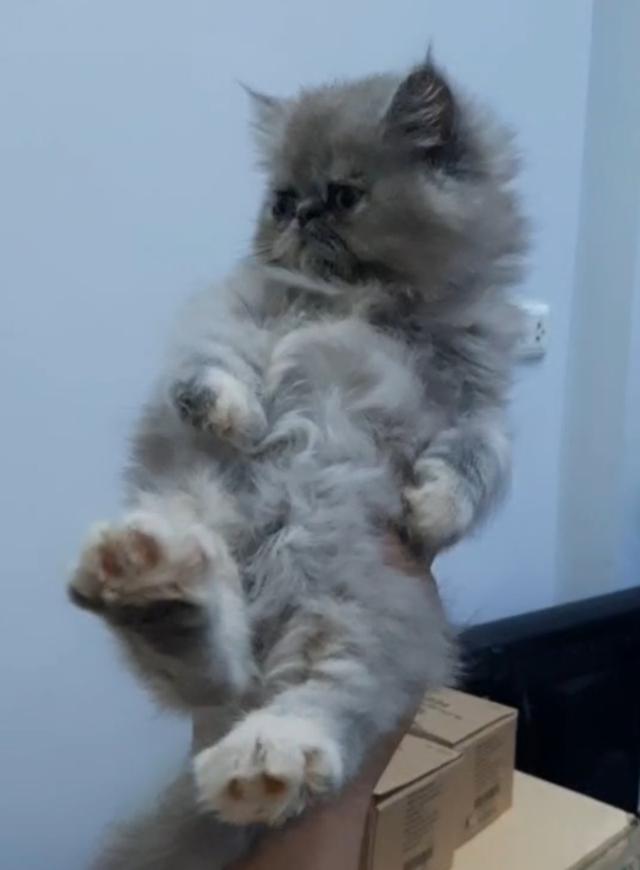 น้องเตาถ่าน 3