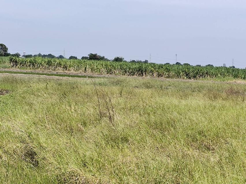 Sale large land 9.3 Rais suitable for projects or building house etc, can be subdivided Kamphaeng Saen District, Nakhon Pathom Province near Bangkok 8