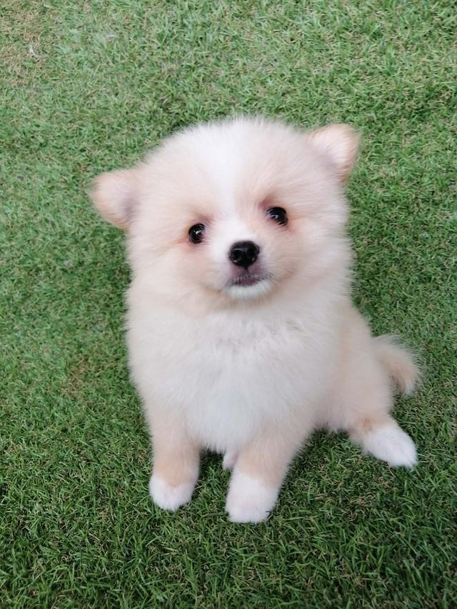 ปอมเเท้ เพศเมีย พร้อมย้าย รูปที่ 8