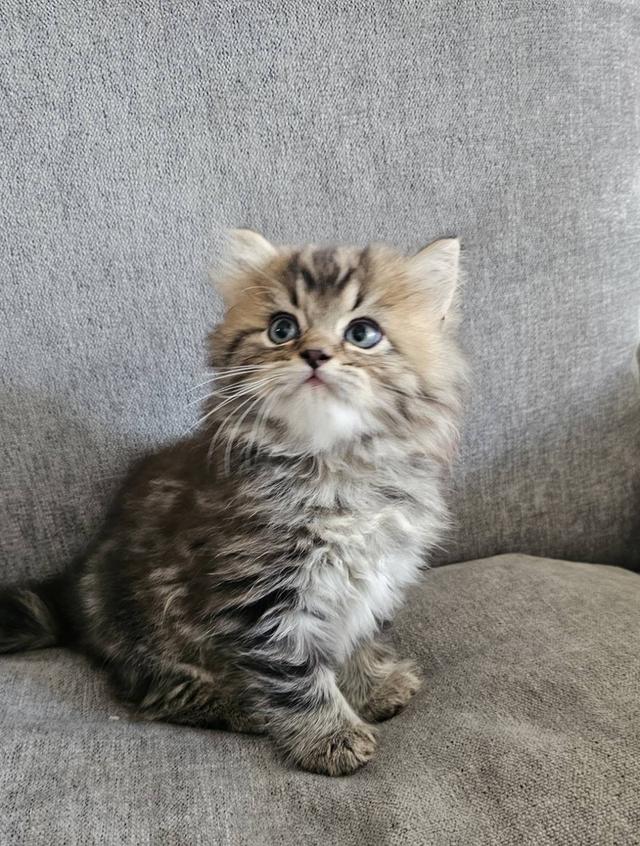 สก็อตติชโฟลด์ นกฮูกน้อย 8