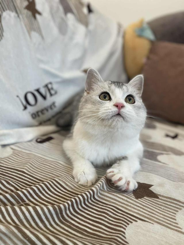 สาวสก็อตติชแท้ 13