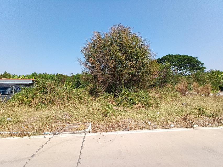 ขายที่ดินเนื้อที่ 200 ตารางวา ถมแล้ว คลองสาม 11/9 คลองหลวง จังหวัดปทุมธานี 1