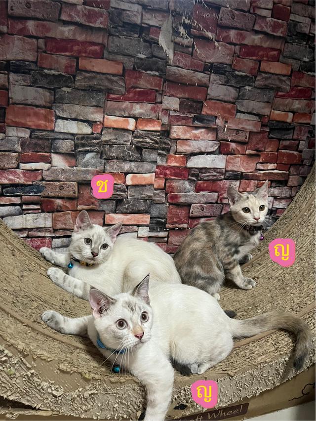 อเมริกันช็อตแฮร์หาบ้านค่ะ