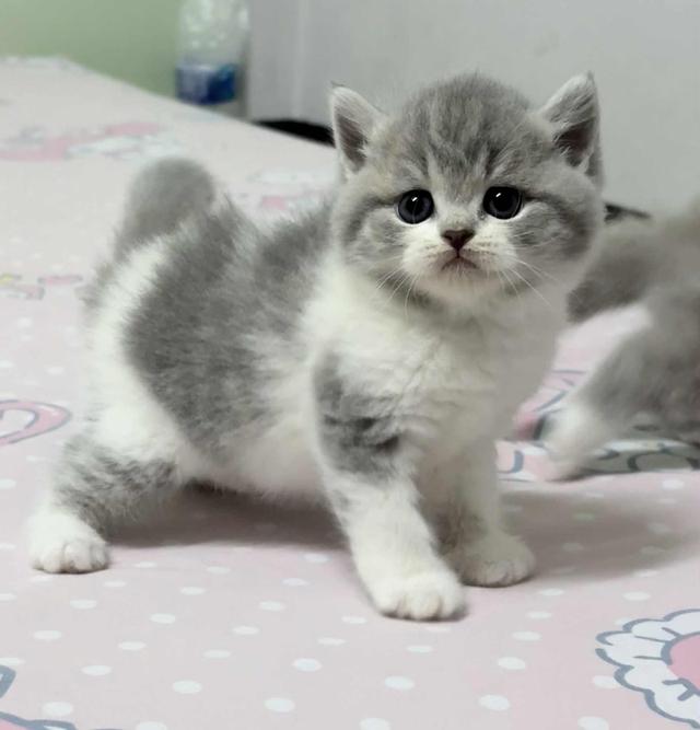 แมวสก็อตติช 7